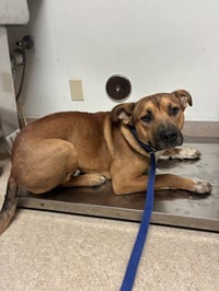ROSCO - Photo 1
