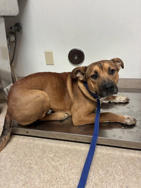 ROSCO - Labrador Retriever available for adoption