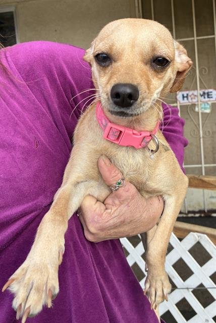 BLONDIE - Chihuahua available for adoption