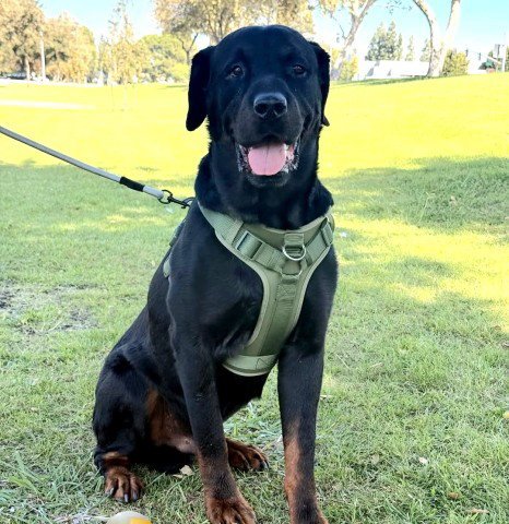 *BASIL - Rottweiler available for adoption