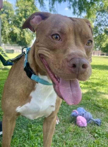 *TIANA - Pit Bull Terrier available for adoption