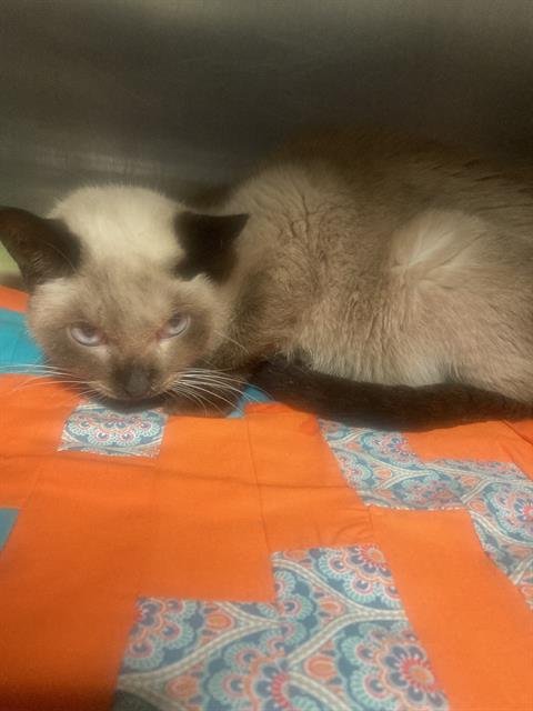 A1241839 - Domestic Short Hair available for adoption