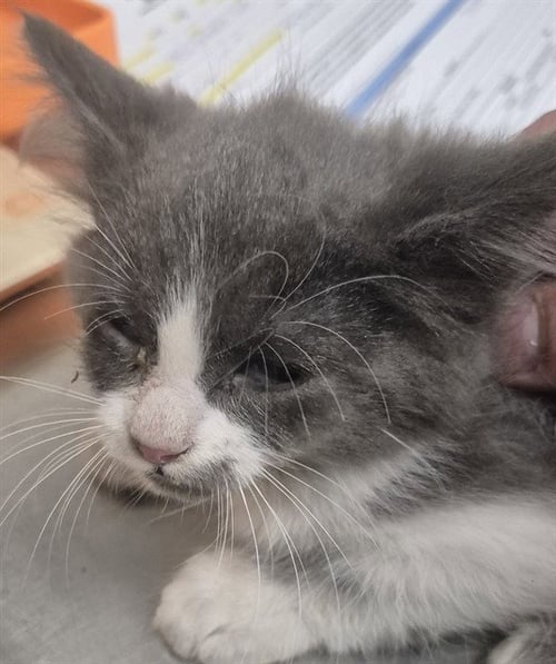 A1258770 - Domestic Short Hair available for adoption