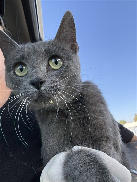 *MOUSE - Domestic Short Hair for adoption in Bakersfield