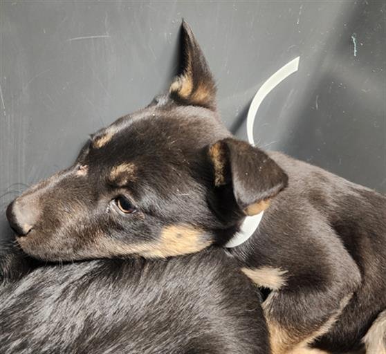 *WINIFRED - German Shepherd Dog available for adoption