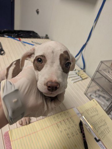 PUP 5 - Pit Bull Terrier available for adoption