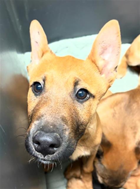 *BELLA SWAN - German Shepherd Dog / Belgian Shepherd Malinois available for adoption