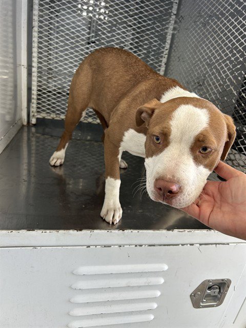 *LAVELLE - Pit Bull Terrier available for adoption