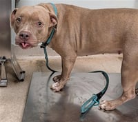 GOLDIE - Photo 1
