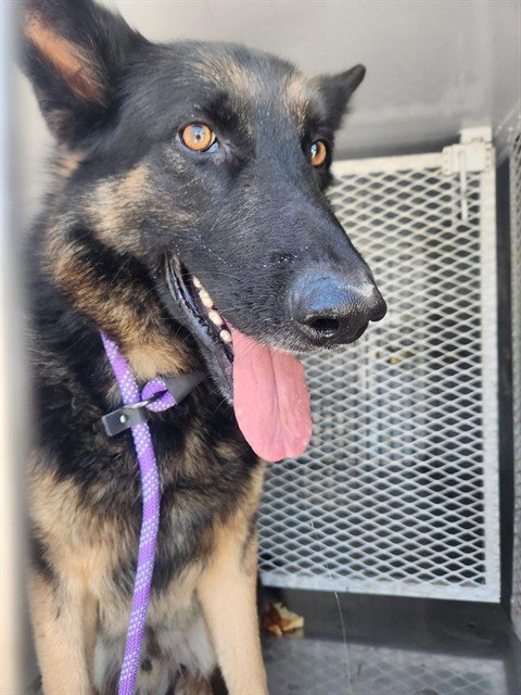 A1251284 - German Shepherd Dog available for adoption