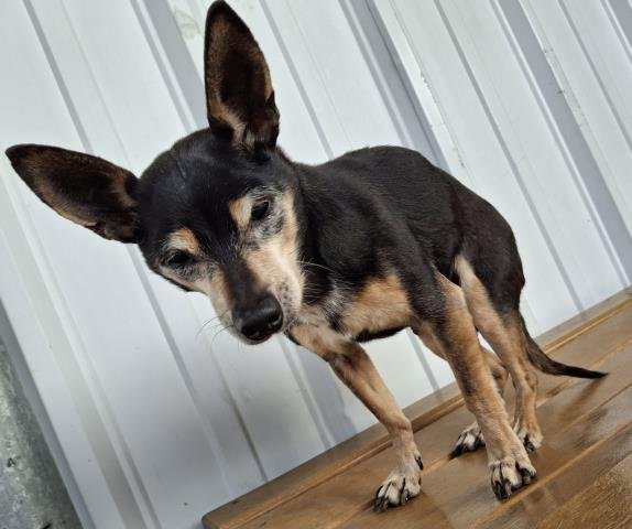 *WINSTON - Chihuahua available for adoption