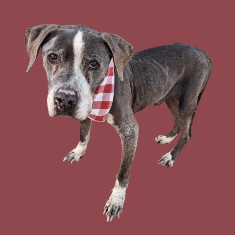 *HEATHCLIFF - Pit Bull Terrier available for adoption