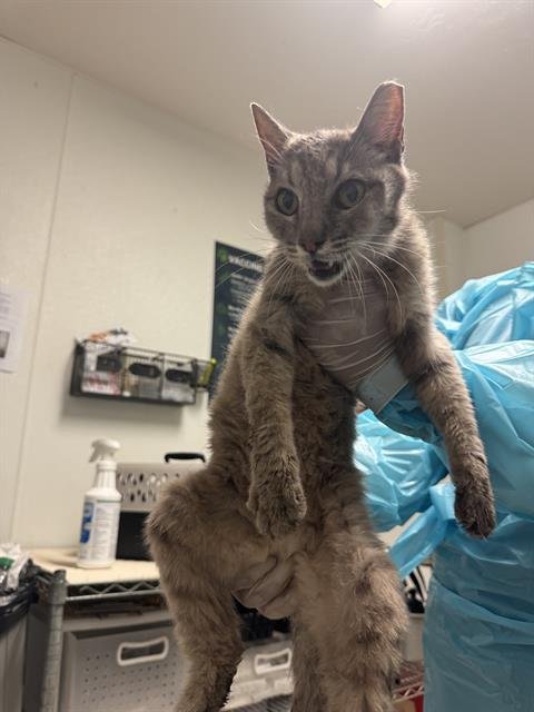 *ISABEL - Domestic Short Hair for adoption in Bakersfield