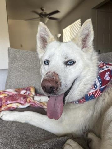 *LEON - Siberian Husky for adoption in Bakersfield