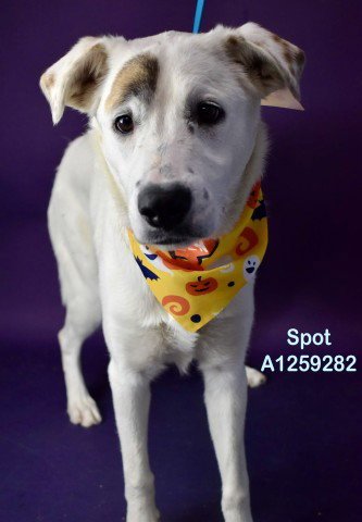 *SPOT - Anatolian Shepherd / Labrador Retriever available for adoption