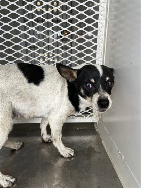 *SUGAR - Chihuahua available for adoption