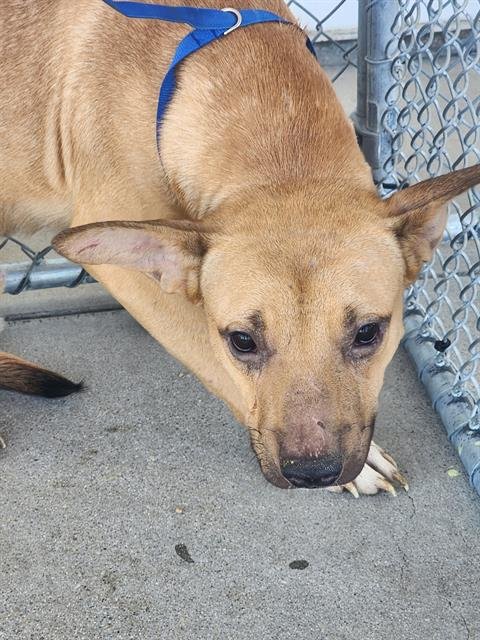 *LESTAT - Staffordshire Bull Terrier available for adoption