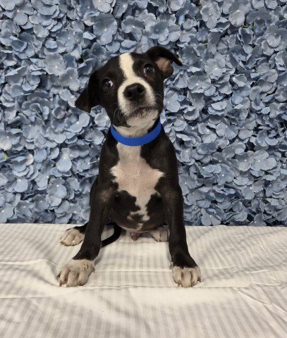 *PEANUT BUTTER - Pit Bull Terrier available for adoption