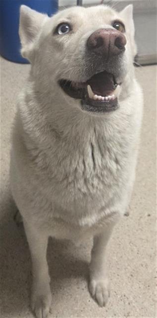 *BEAUTY - Siberian Husky available for adoption