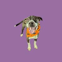 TEDDIE - Photo 1
