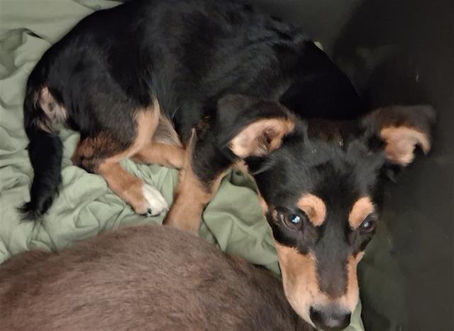 *ALMOND - Chihuahua available for adoption