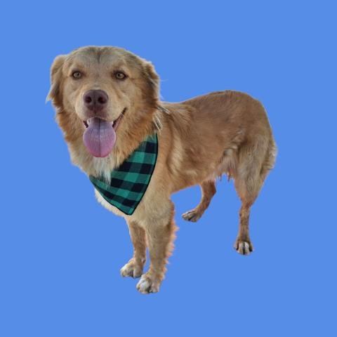 *BARNES - Labrador Retriever available for adoption