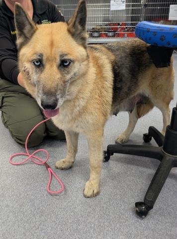 *ABUELA - German Shepherd Dog available for adoption