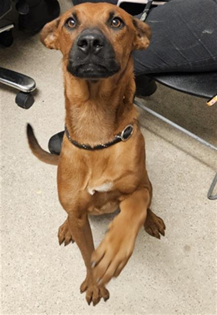 *SPARROW - Redbone Coonhound available for adoption
