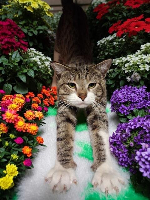 SIR ARTHUR - Domestic Short Hair available for adoption