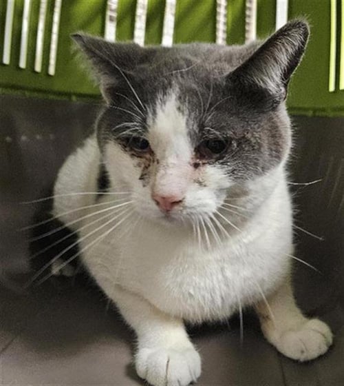 BUDDY - Domestic Short Hair available for adoption