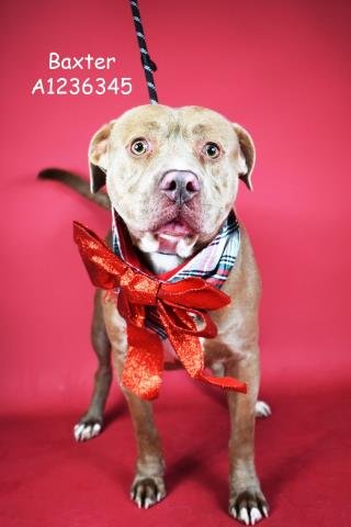 *BAXTER - Staffordshire Bull Terrier available for adoption