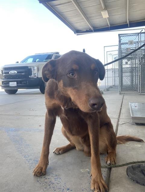 *TRAVIS - Doberman Pinscher available for adoption