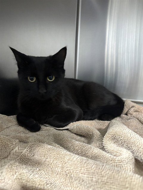A1259623 - Domestic Short Hair available for adoption