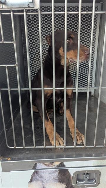 *CHAMOY - Beauceron / Australian Kelpie available for adoption