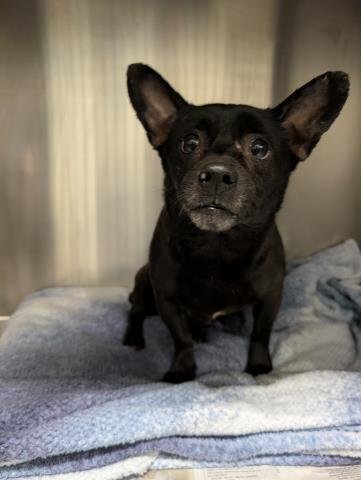 *BRUNO - Chihuahua available for adoption