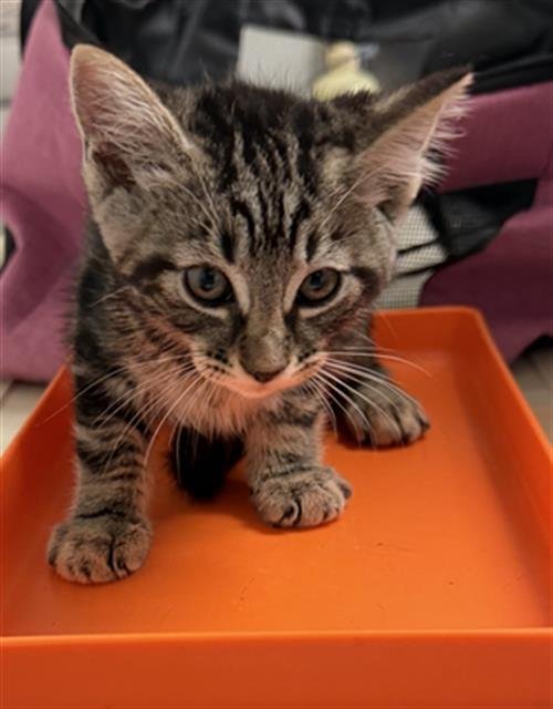 *CHESHIRE - Domestic Short Hair available for adoption