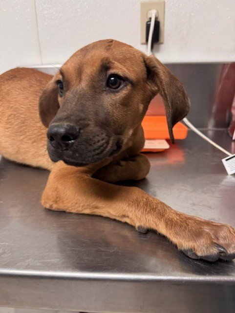 *NAIL - Boxer available for adoption