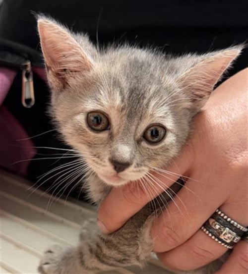 *ALICE - Domestic Short Hair available for adoption
