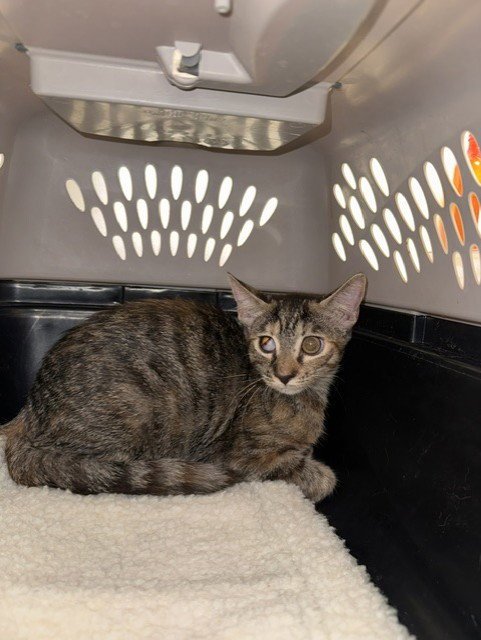*LADY BUG - Domestic Short Hair available for adoption