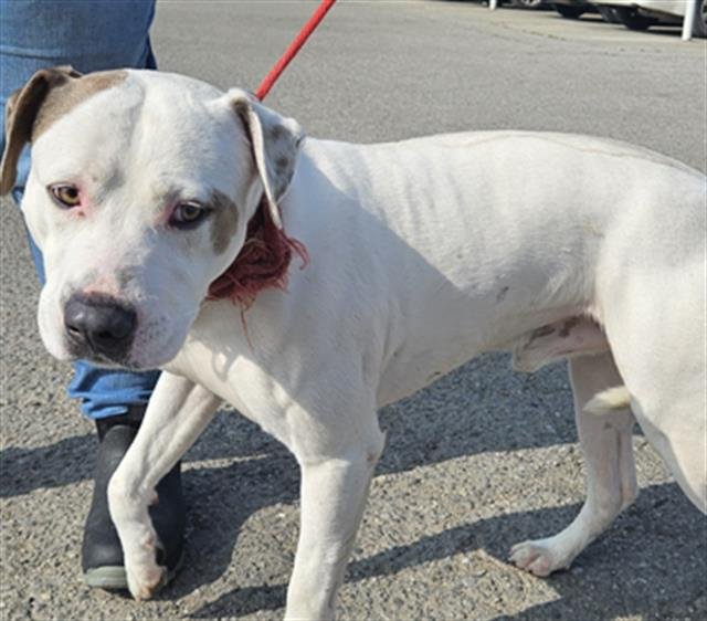 *MARS - Pit Bull Terrier available for adoption