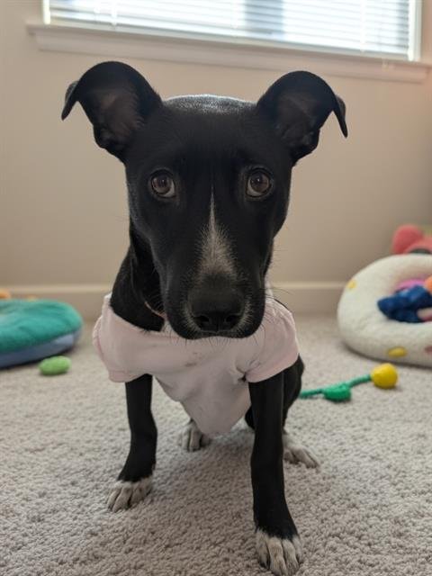 *GRACIE - Labrador Retriever / Pit Bull Terrier available for adoption