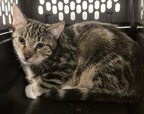 A1259154 - Domestic Short Hair available for adoption