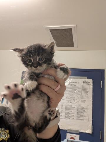 KITTEN 1