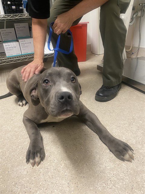 *LOIS - Pit Bull Terrier available for adoption