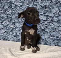 *CHIP - Photo 1