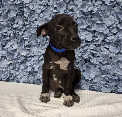 *CHIP - Pit Bull Terrier available for adoption