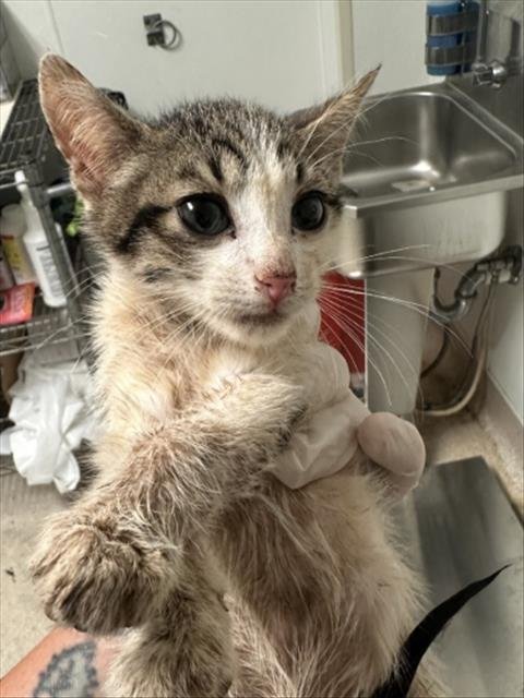 *KIRAN - Domestic Short Hair for adoption in Bakersfield