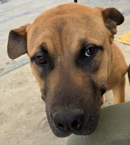 *BUD - Pit Bull Terrier available for adoption