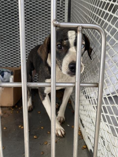 TAMMY - Pit Bull Terrier available for adoption