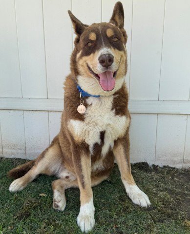 BRUCE - Siberian Husky available for adoption